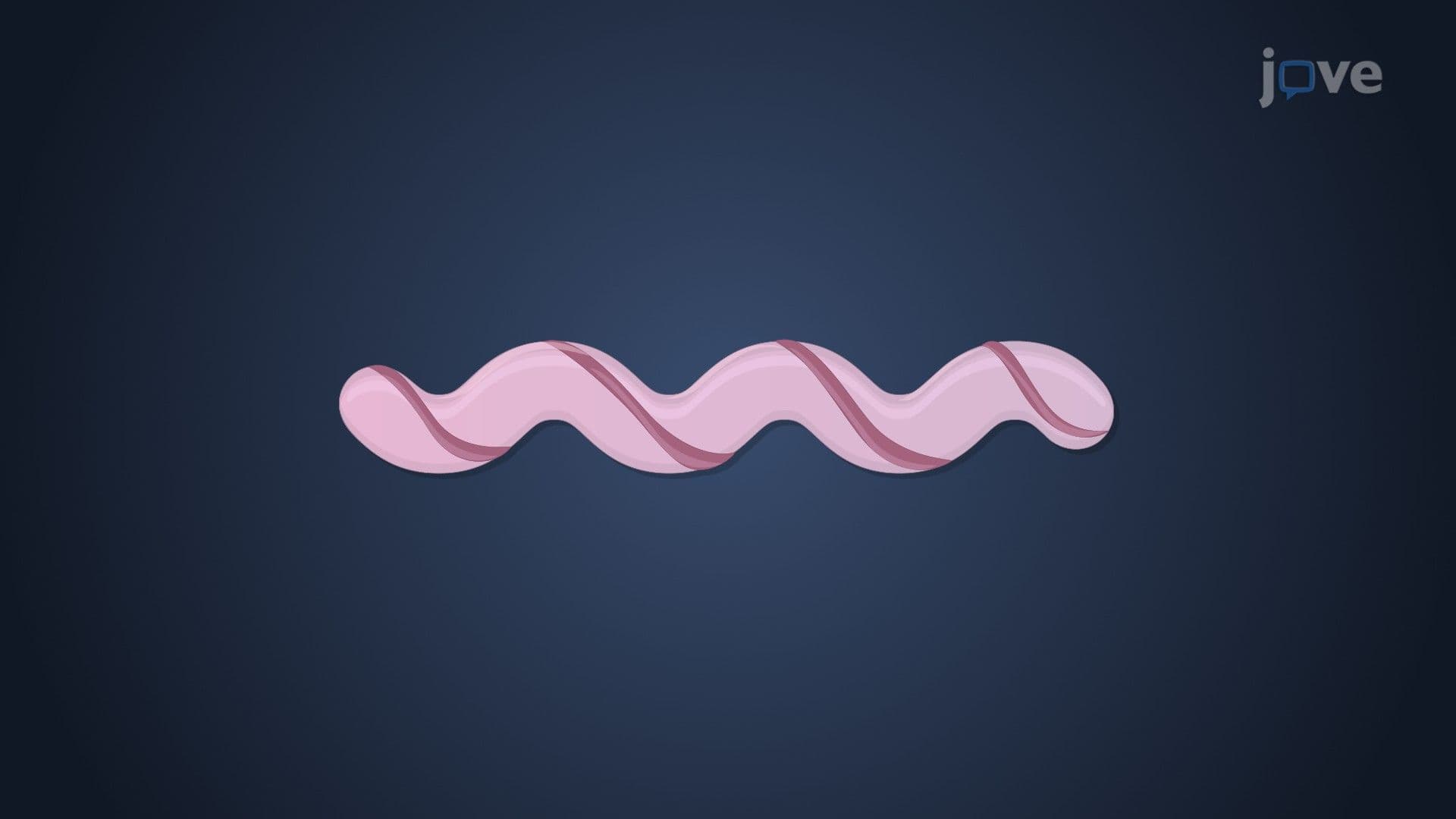 Bacterial Phylum Spirochaetes