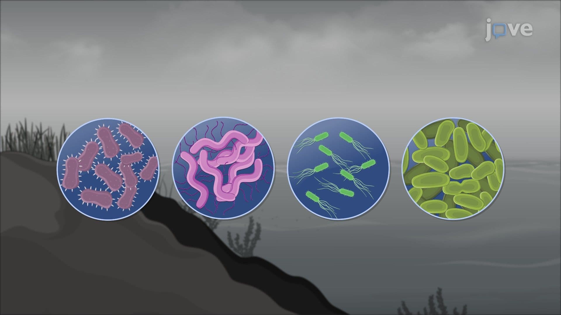 Anoxygenic Phototrophic Bacteria