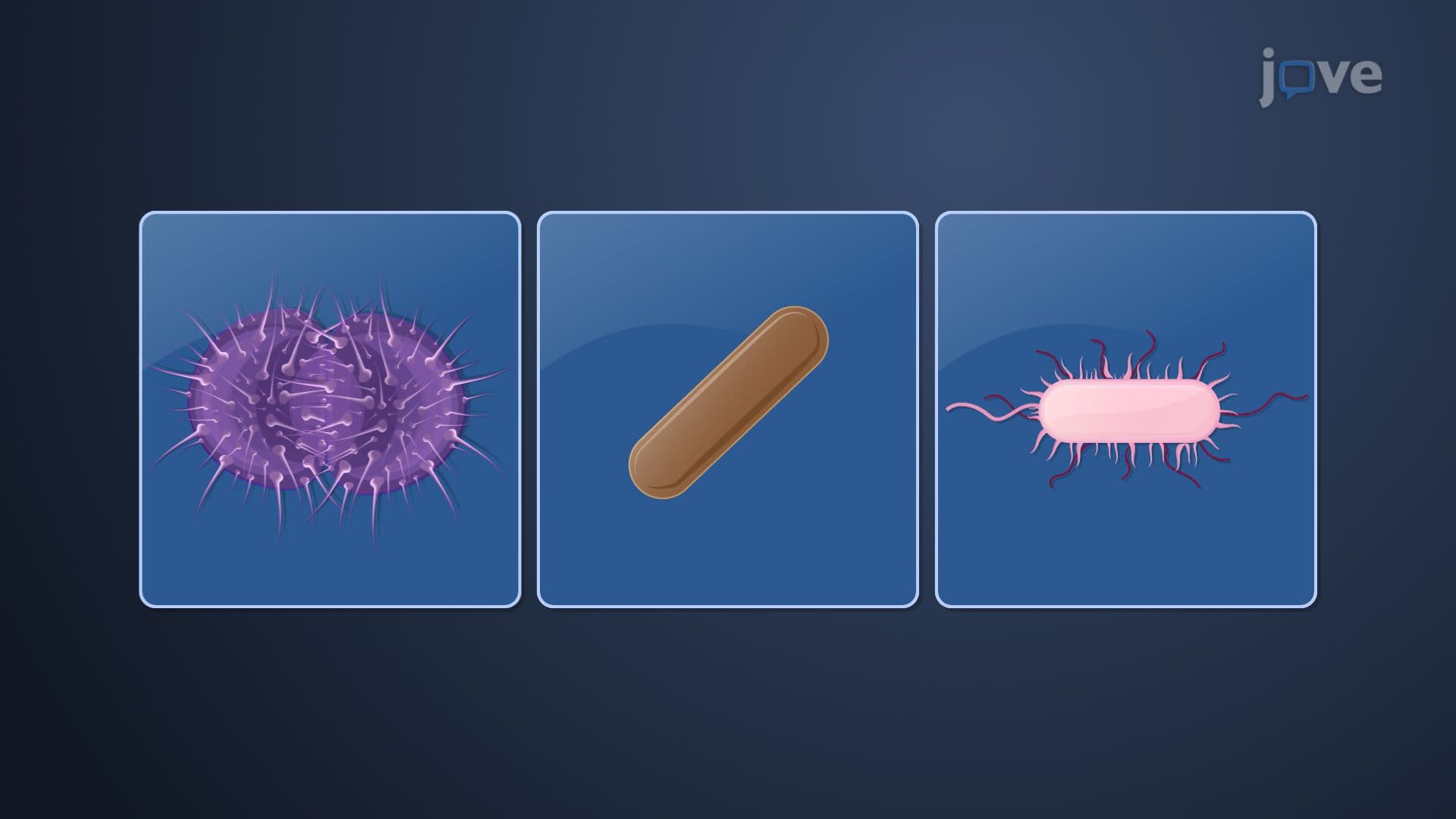 Hyperthermophilic Bacteria