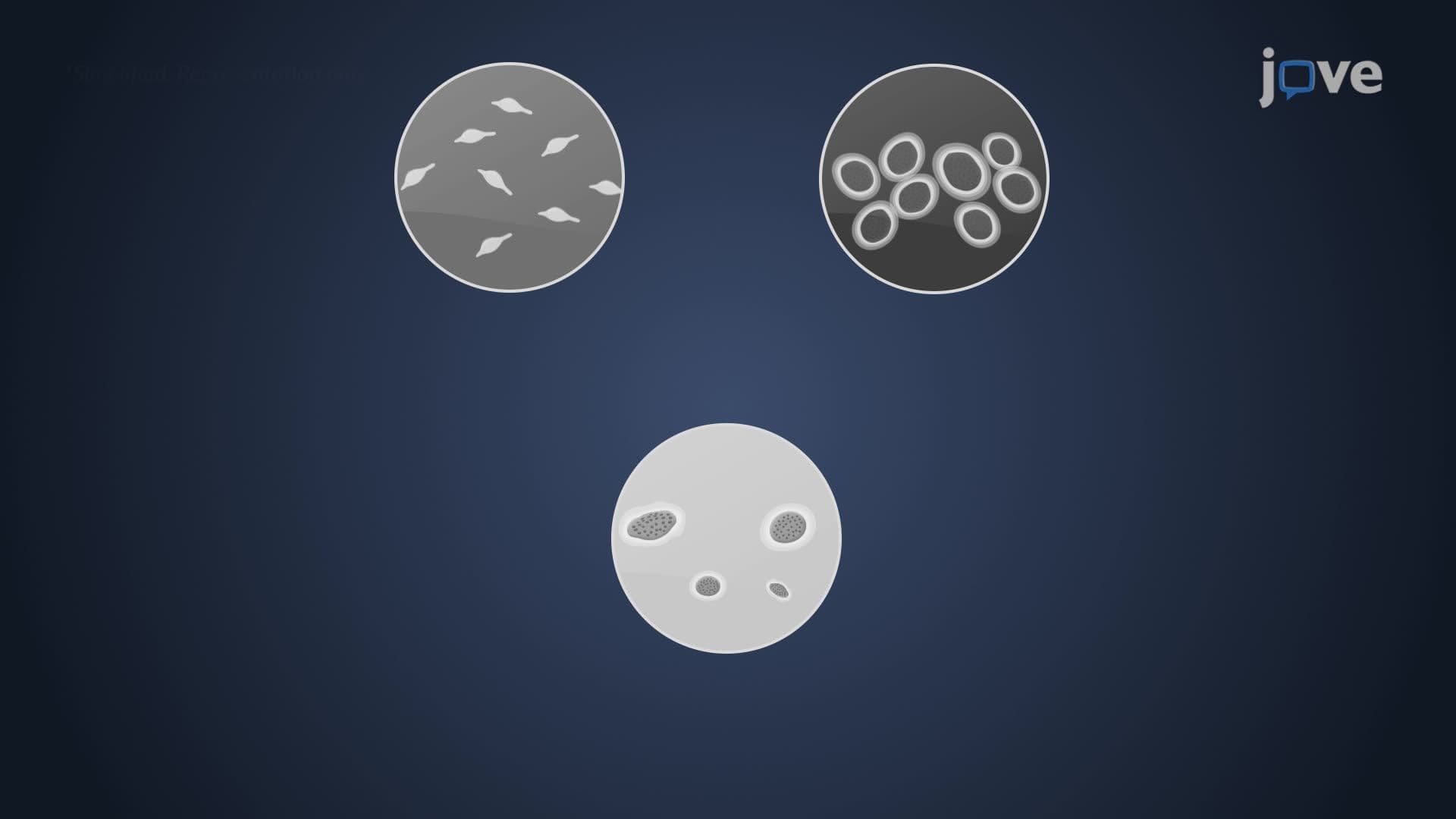 Bacterial Phylum Tenericutes