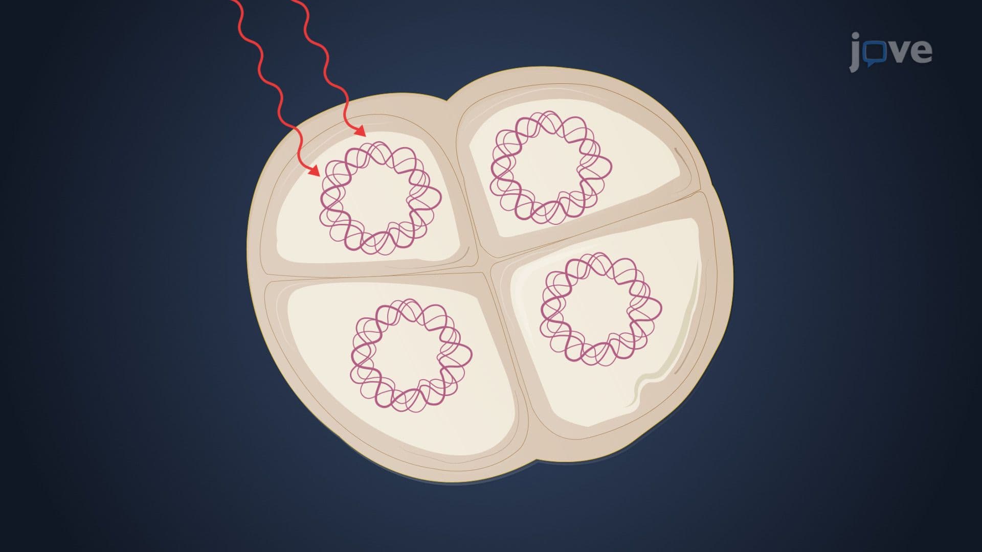 Other Unique Bacteria