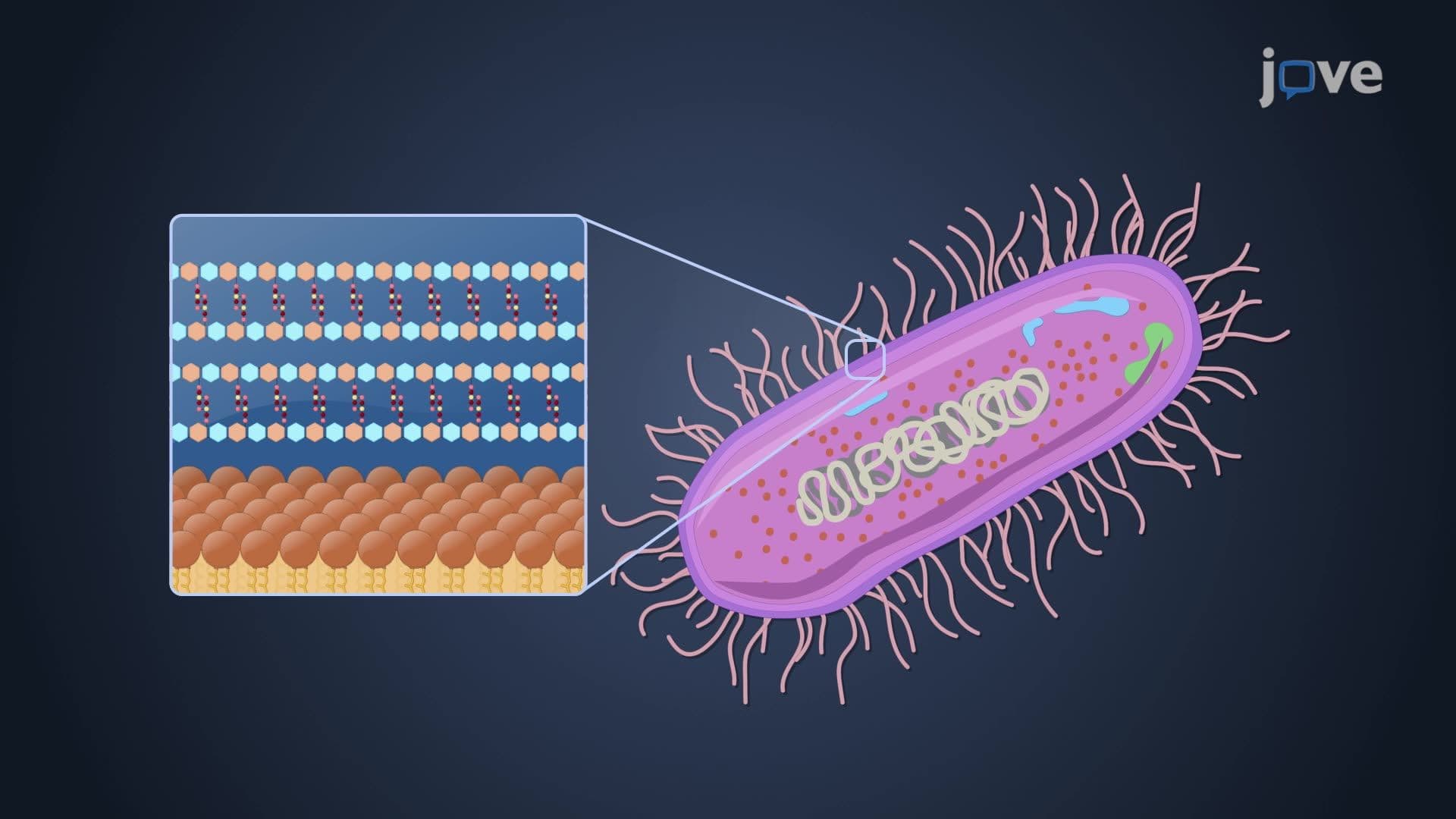 Overview of Archaea
