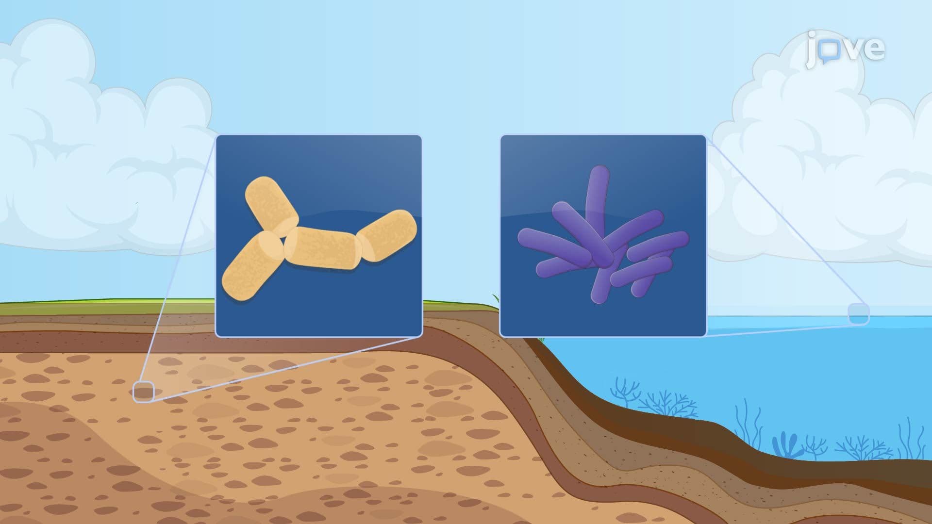 Diversity of Archaea I
