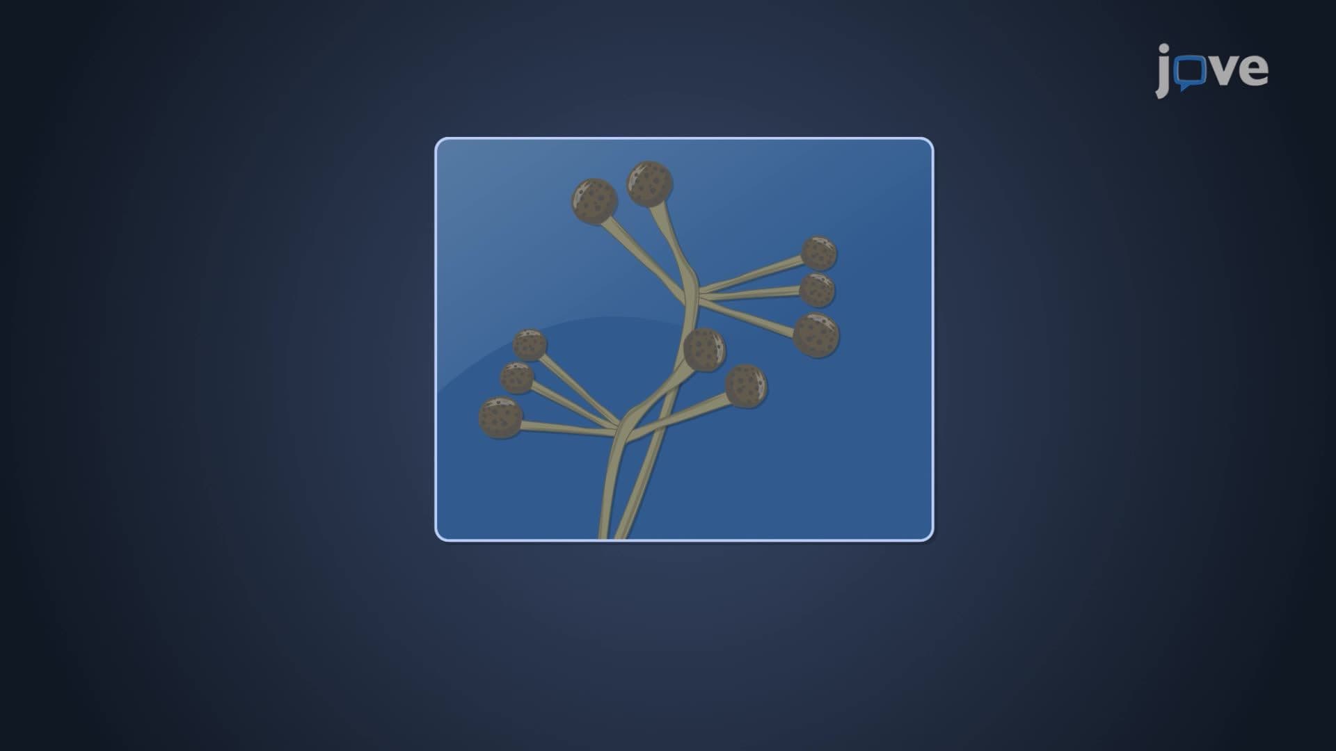 Fungal Group Zygomycota