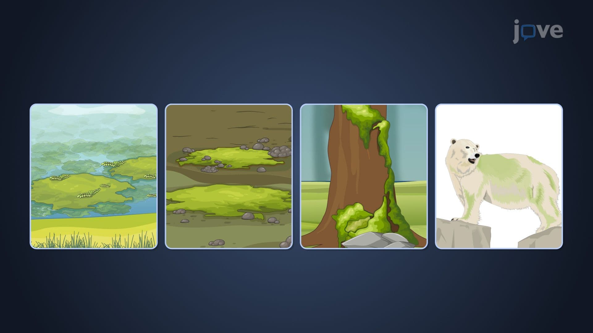 Overview of Algae