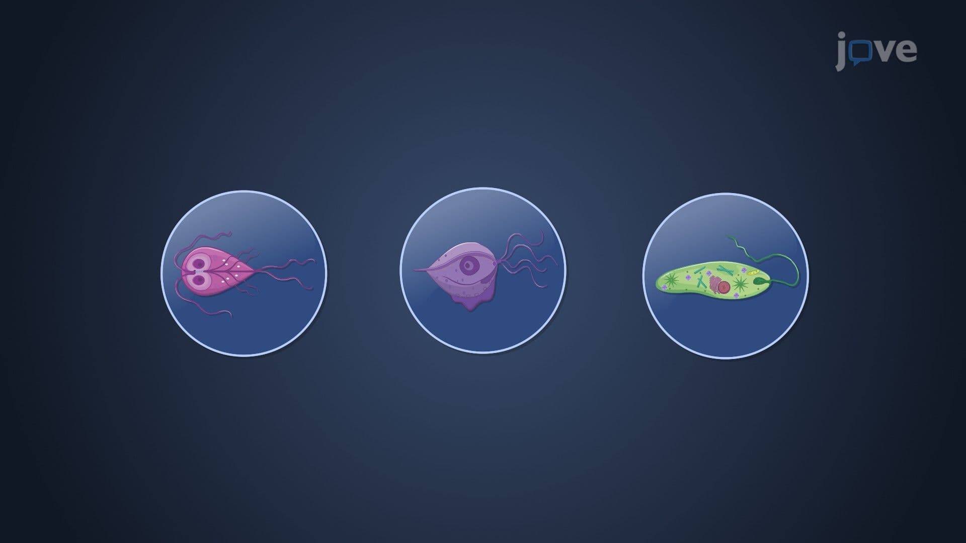 Diversity of Protists I