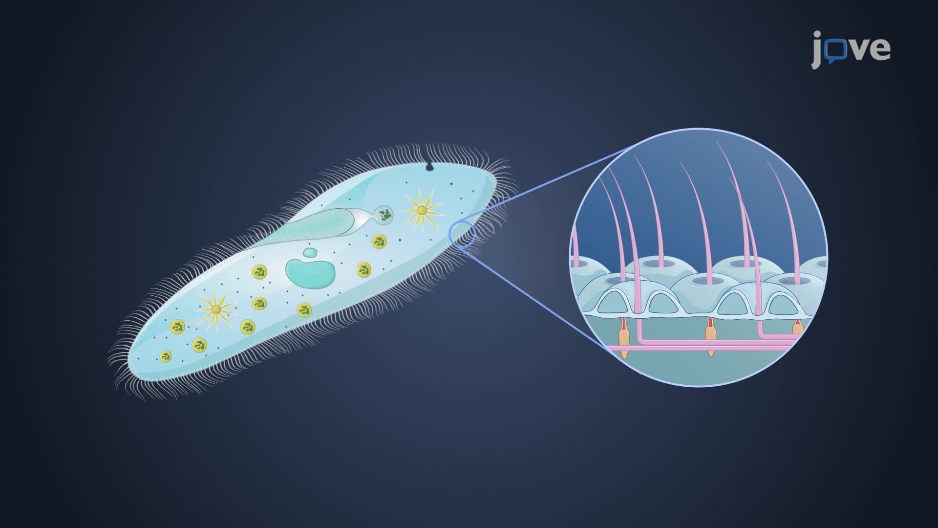 Diversity of Protists II