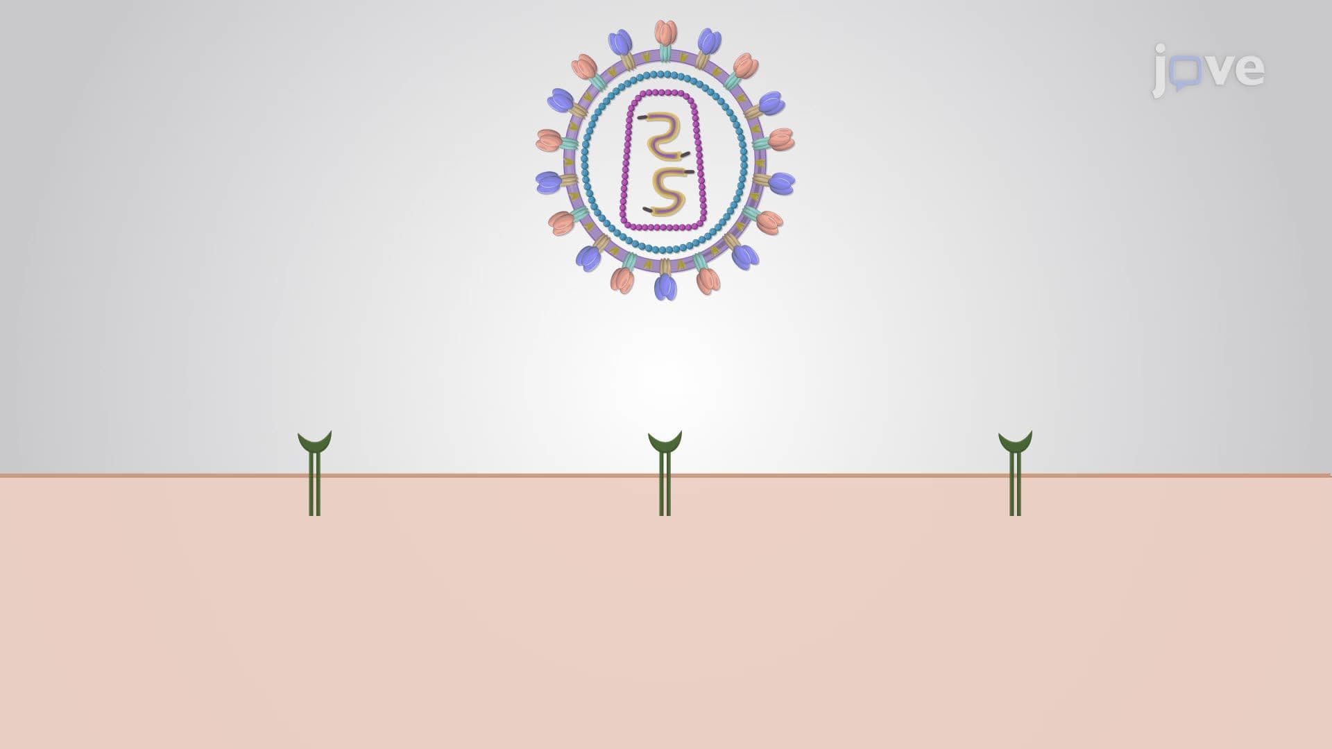 Introduction to Virus