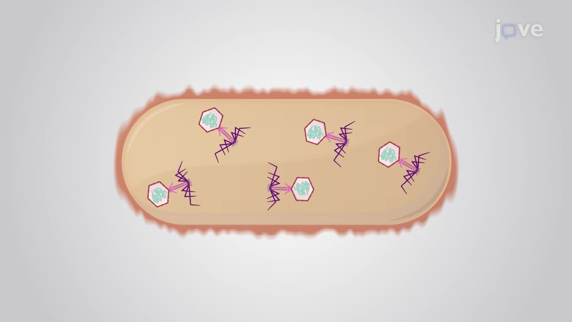 Viral Replication: Lytic Cycle