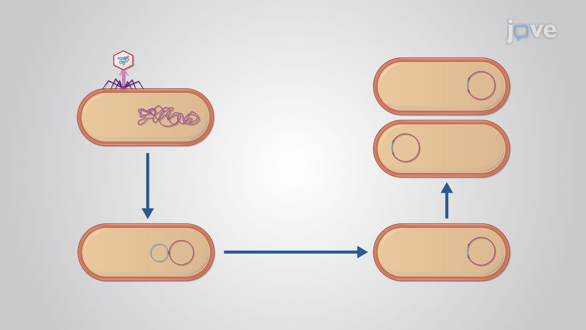 Viral Replication: Lysogenic Cycle