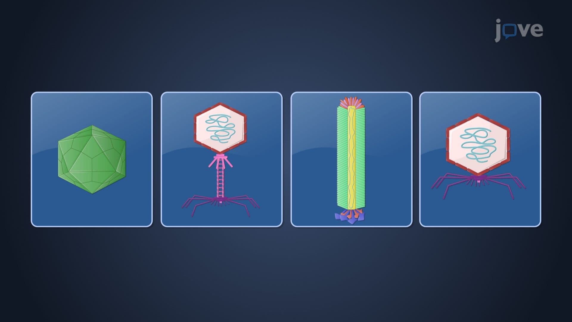 DNA Bacteriophages