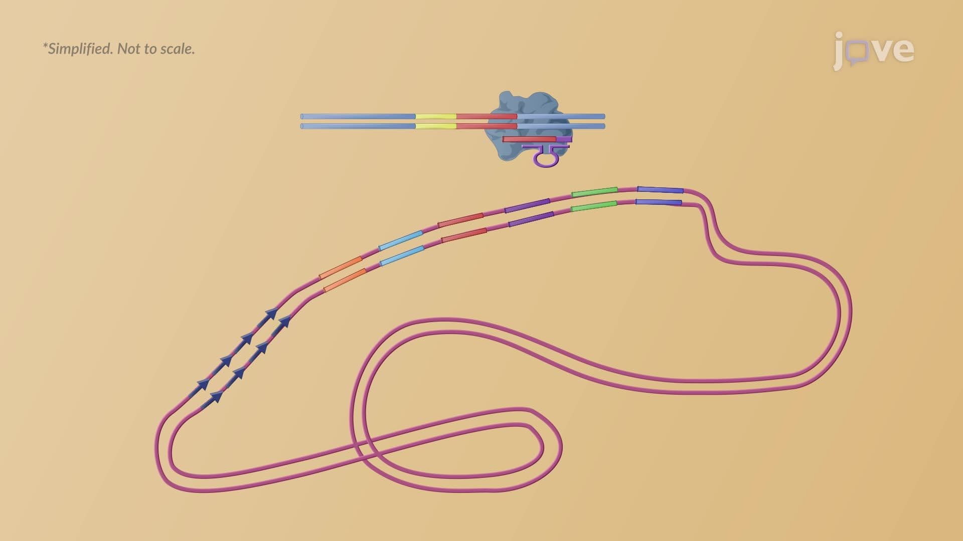 The Antiviral System of Bacteria and Archaea: CRISPR