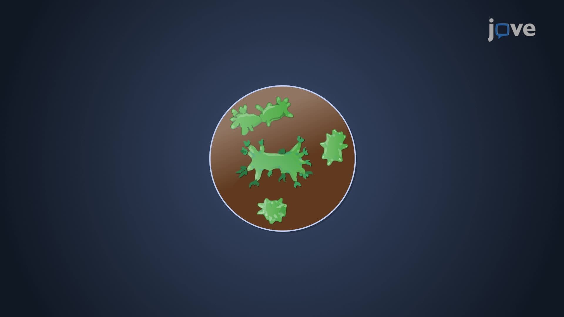 Bacterial Phylum Verrucomicrobiota
