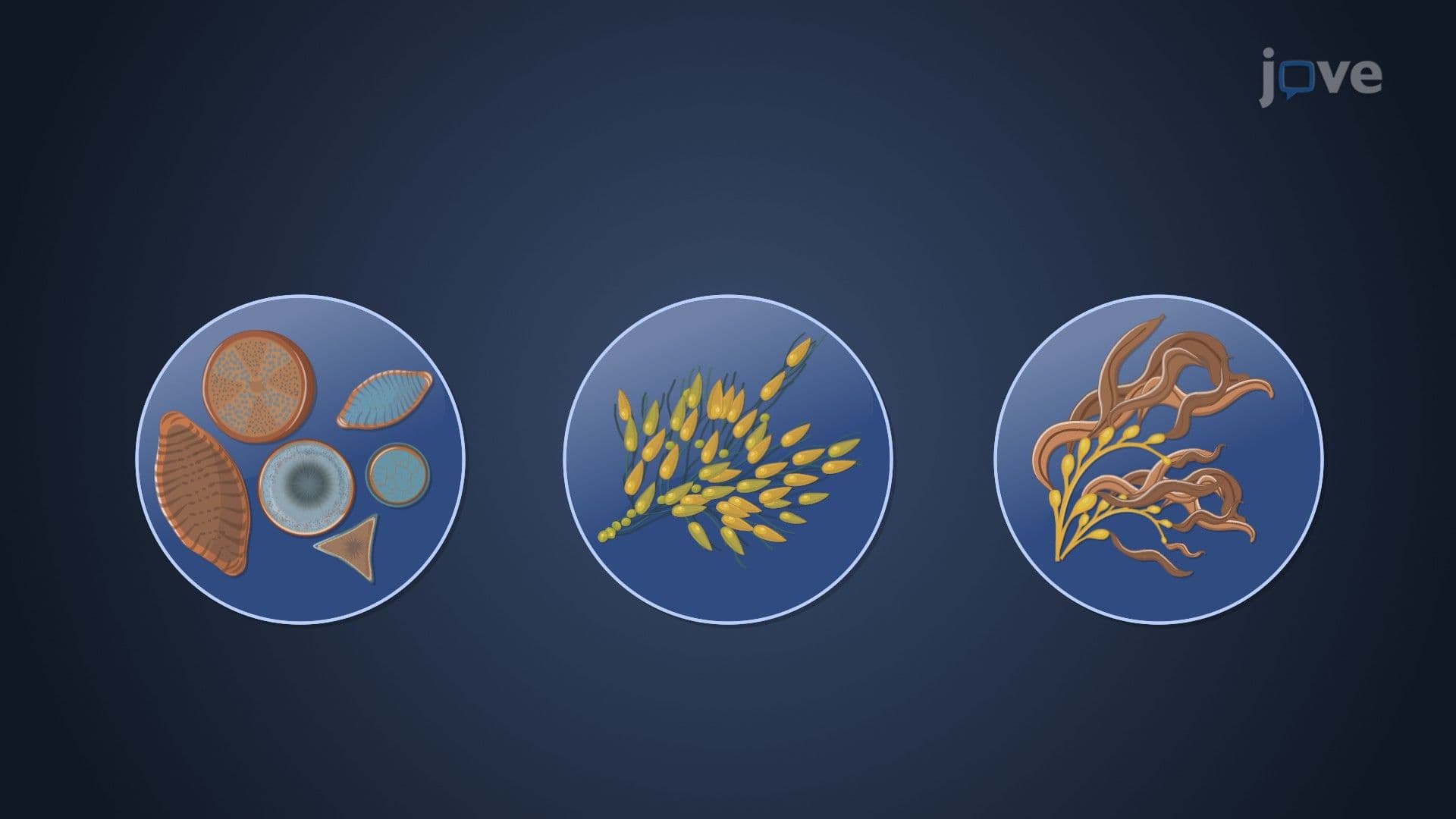 Other Algae
