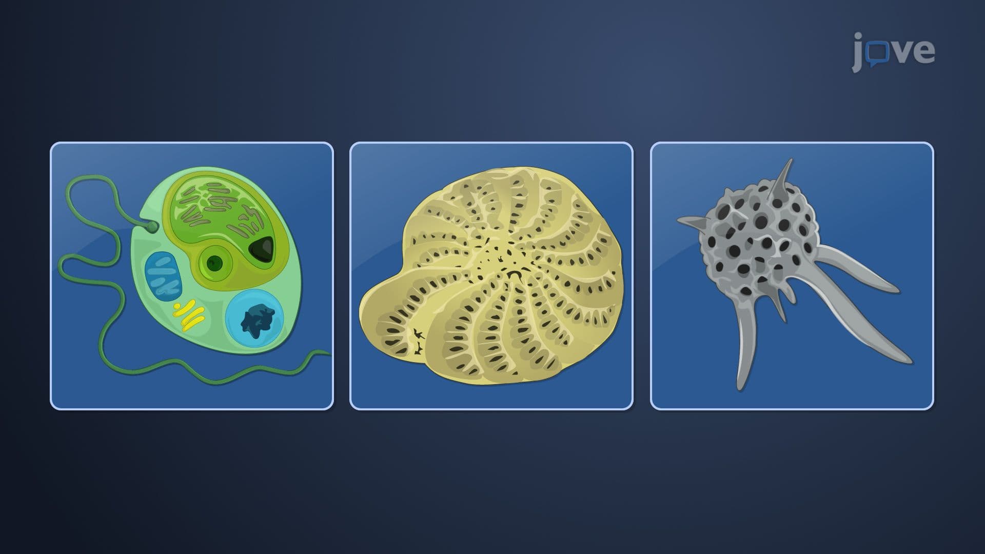 Diversity of Protists III