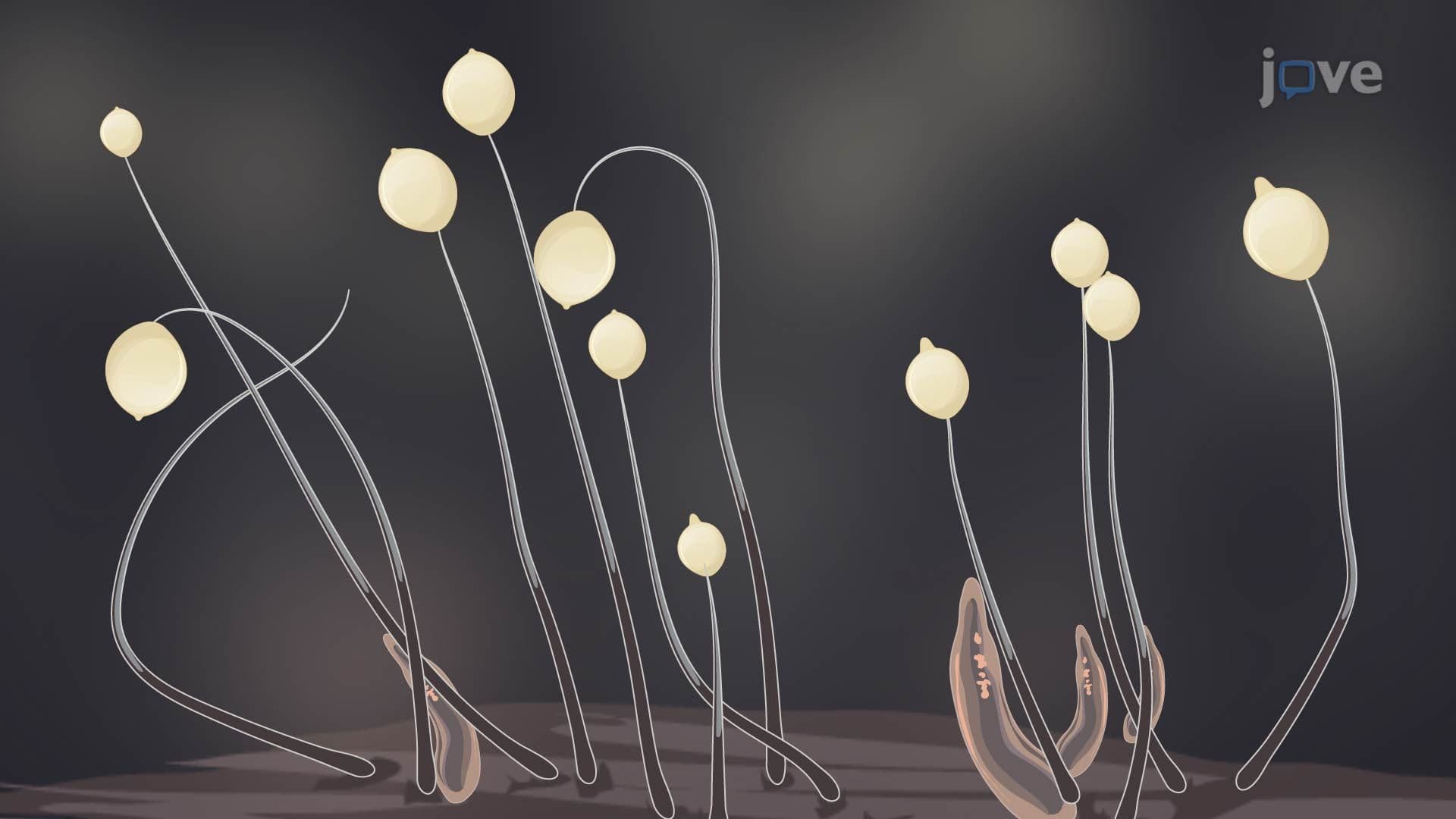 Diversity of Protists IV