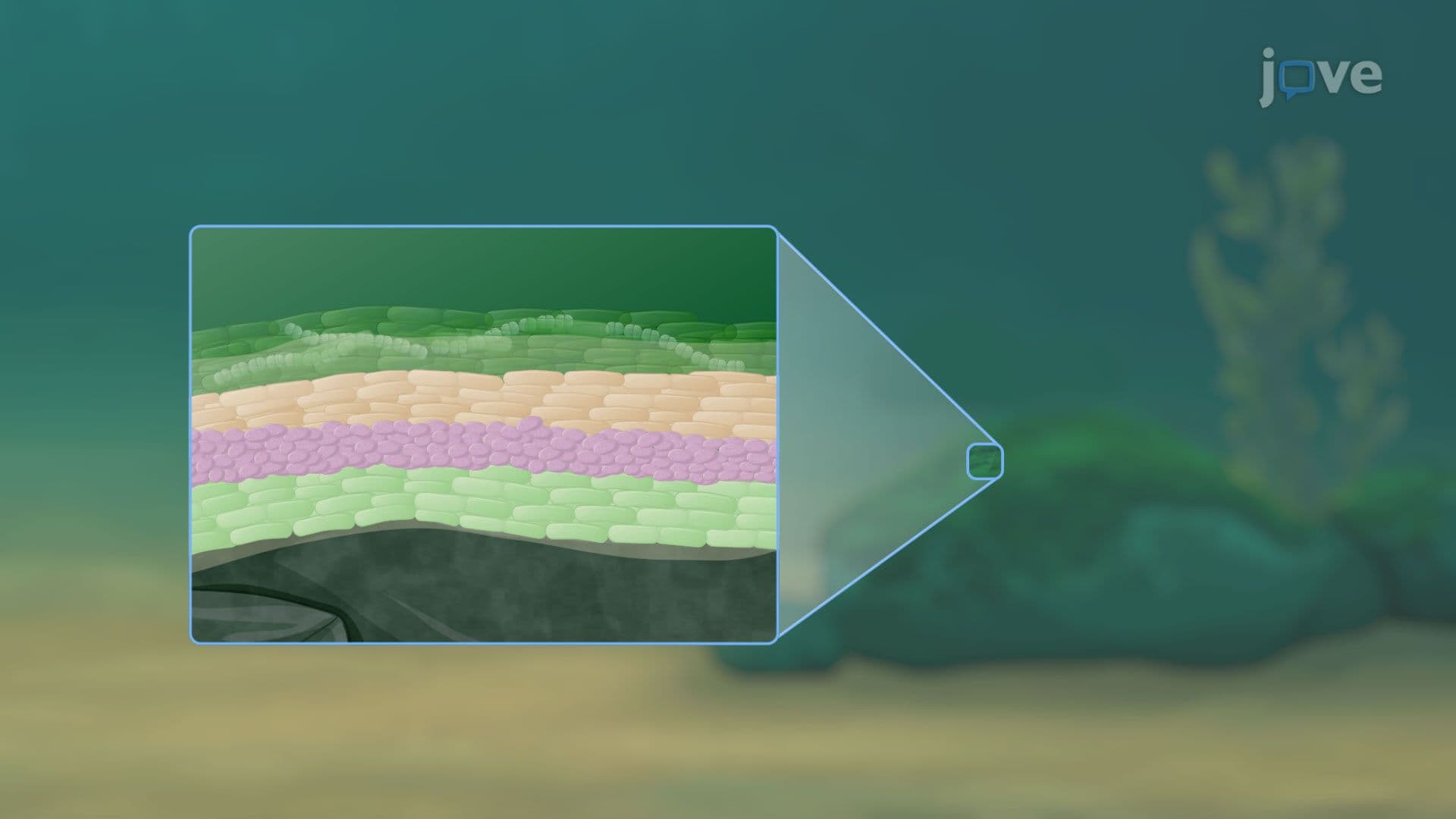 Microbial Mats