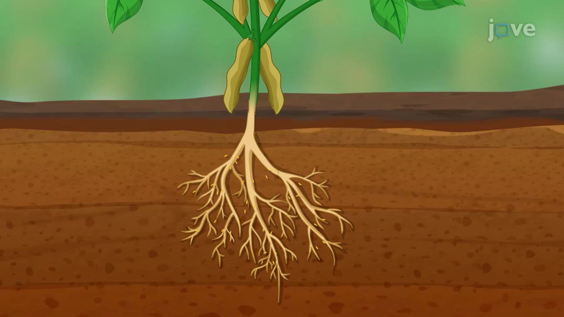 Microbe-Plant Interactions
