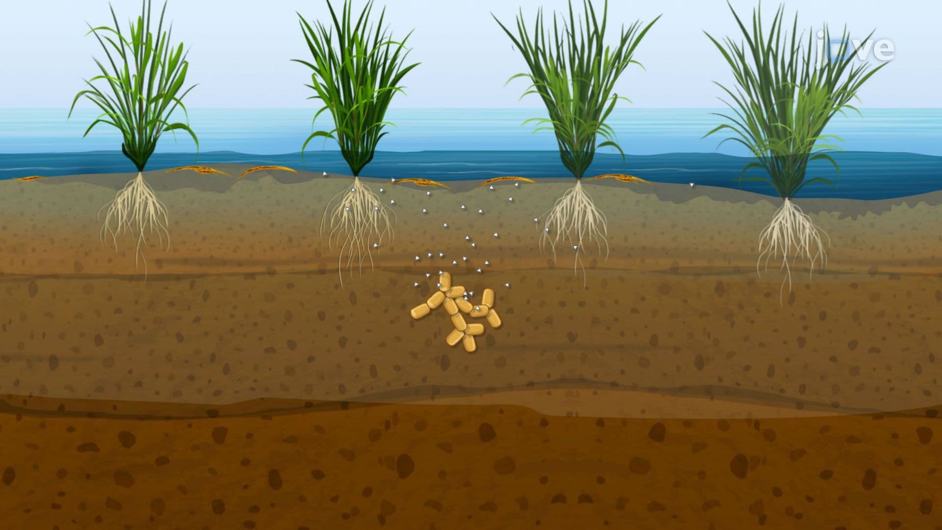 Microbes and Methanogenesis