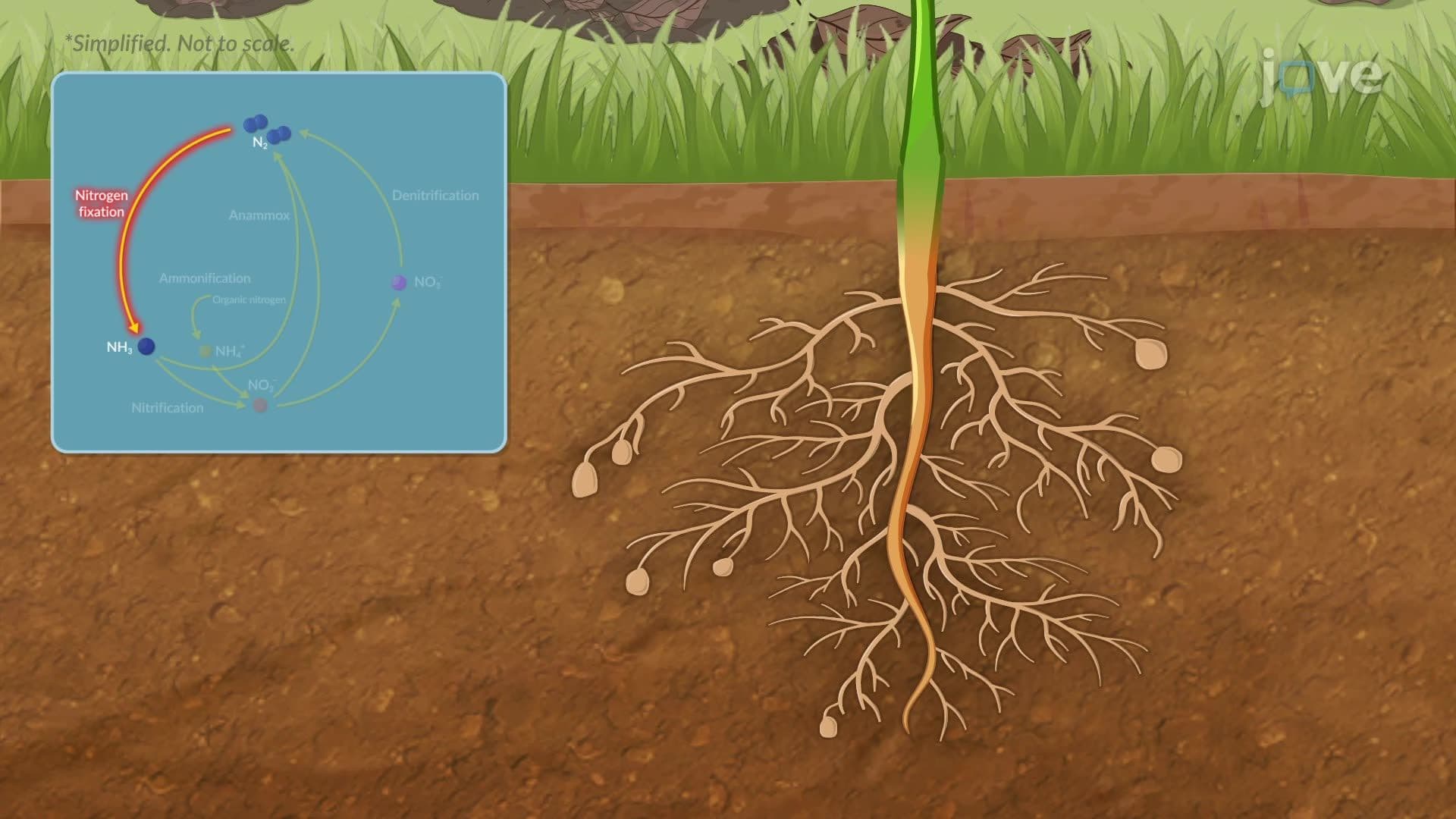 Microbes and the Nitrogen Cycle