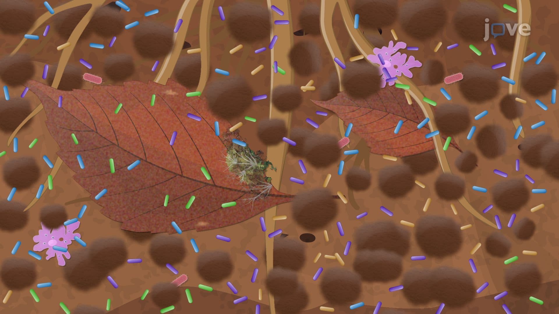 Soil Microbial Ecology