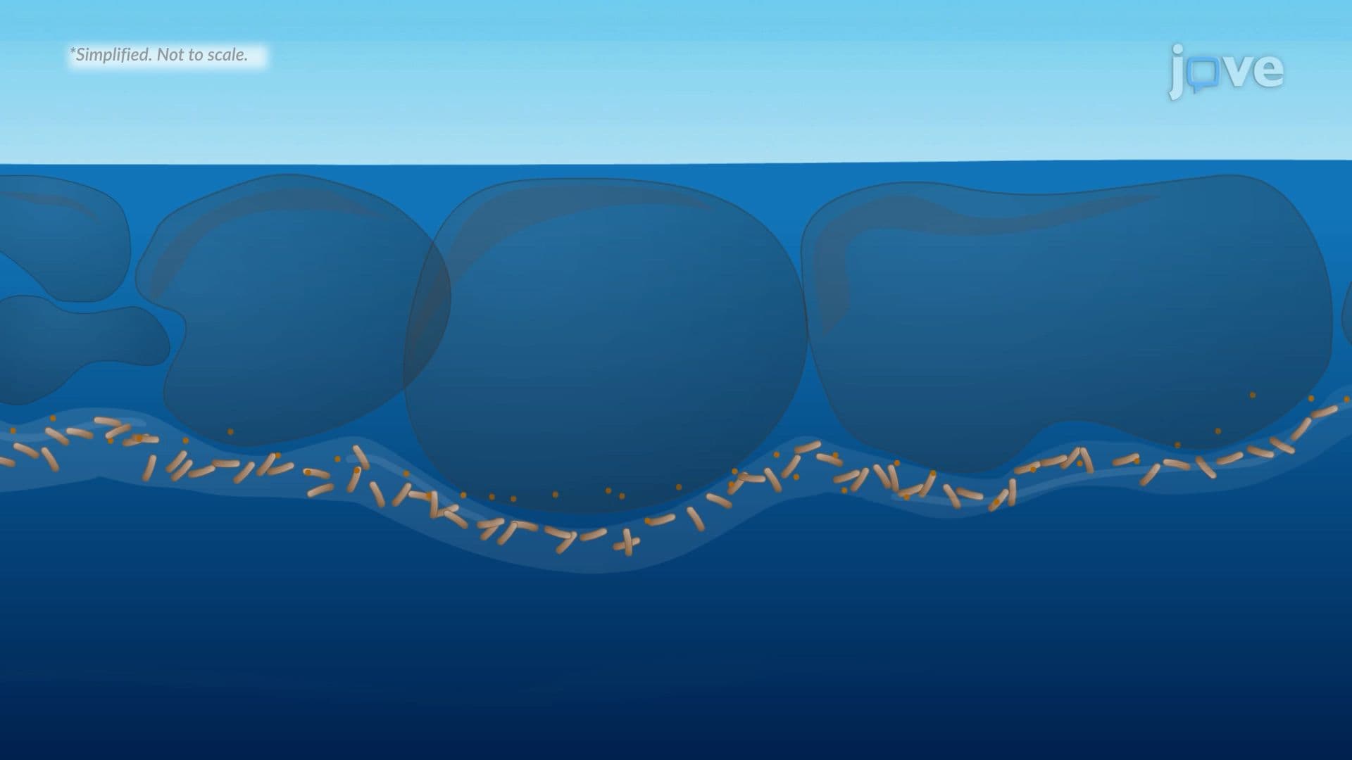 Microbial Bioremediation of Hydrocarbons