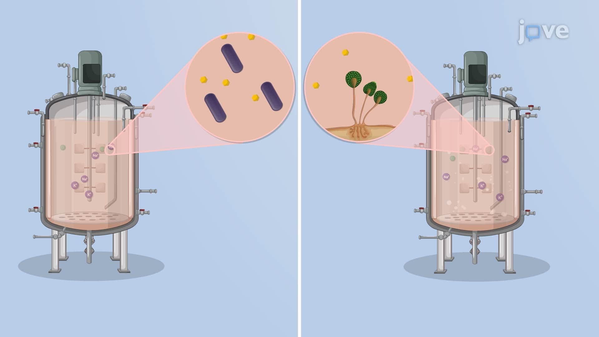 Production of Organic Acids