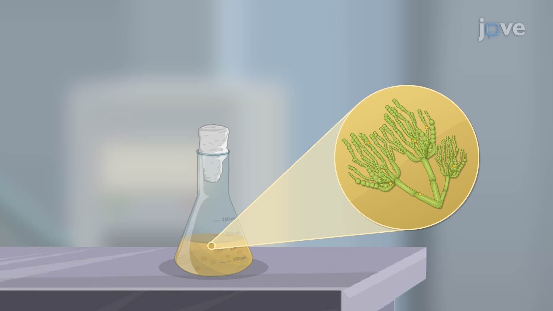Production of Antibiotics