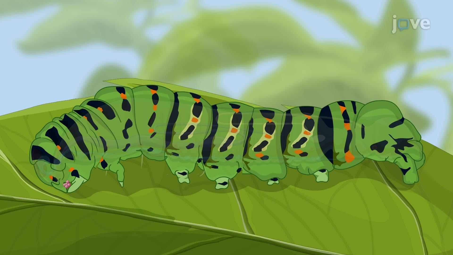 Production of Biopesticides