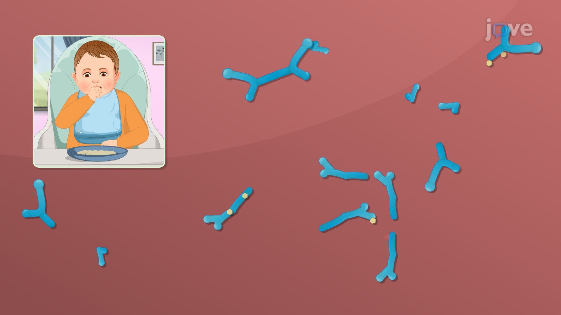 Development of Human Microbiota