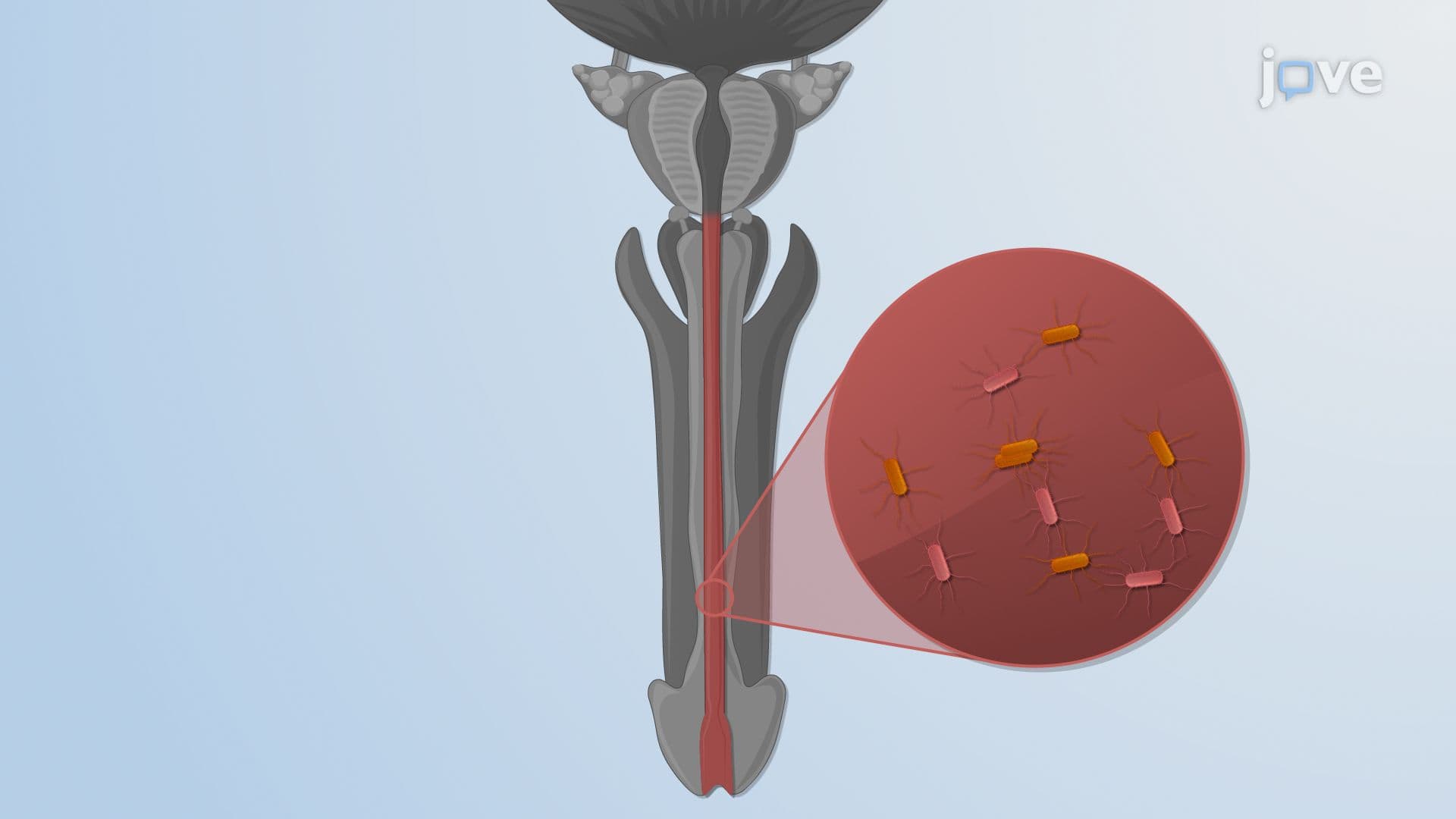 Microbiota of the Urogenital Tract