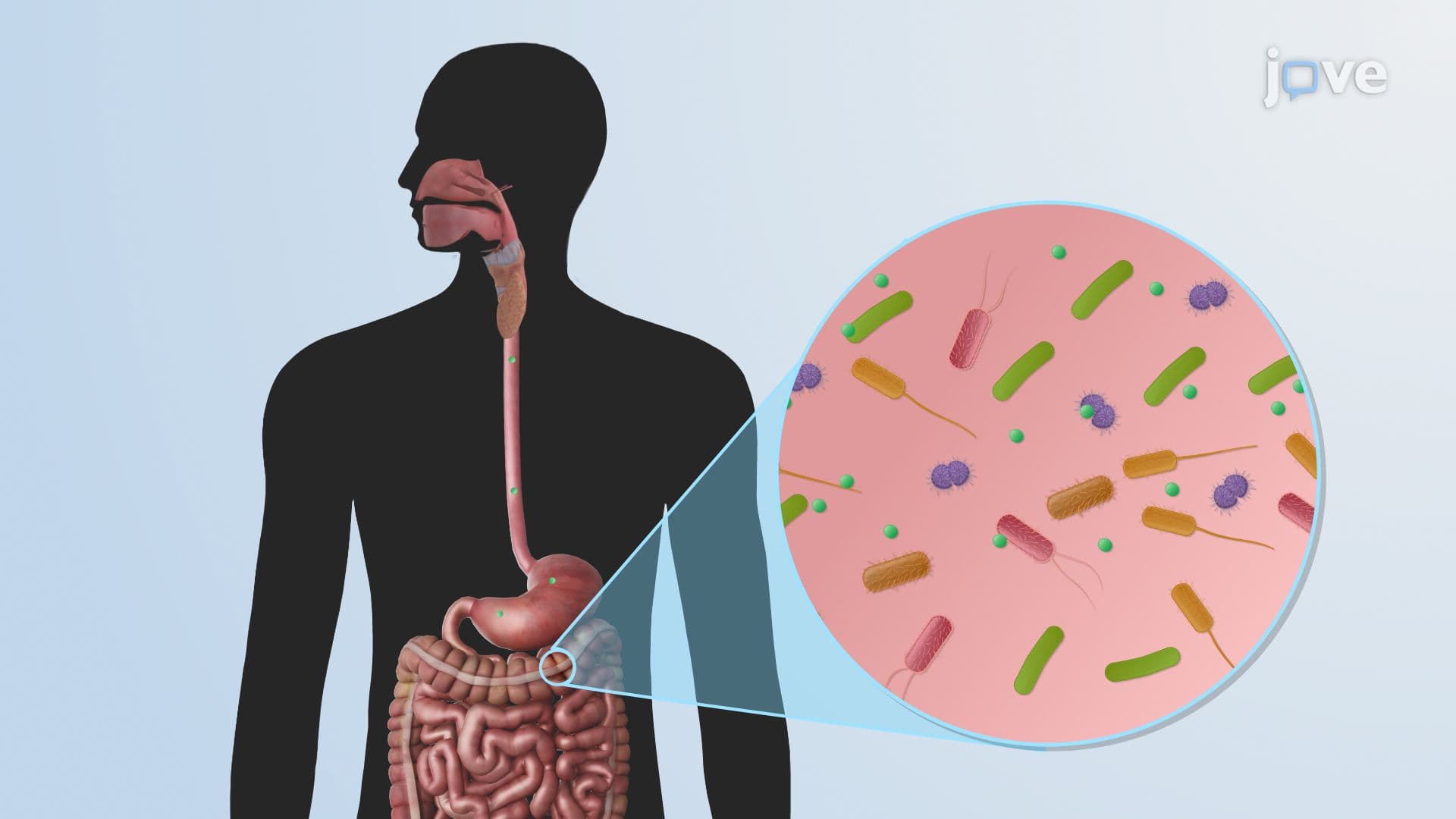 Microbiota Modulation by Antibiotics