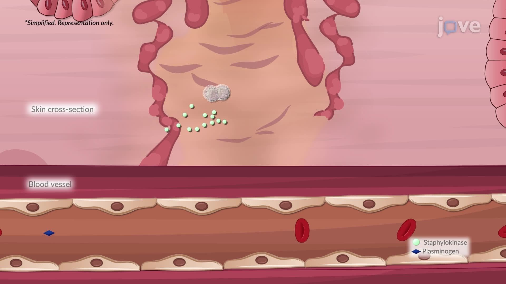 Determinants of Bacterial Pathogenicity and Virulence