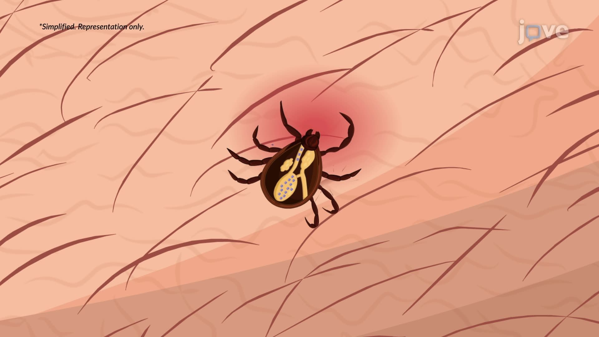 Rocky Mountain Spotted Fever