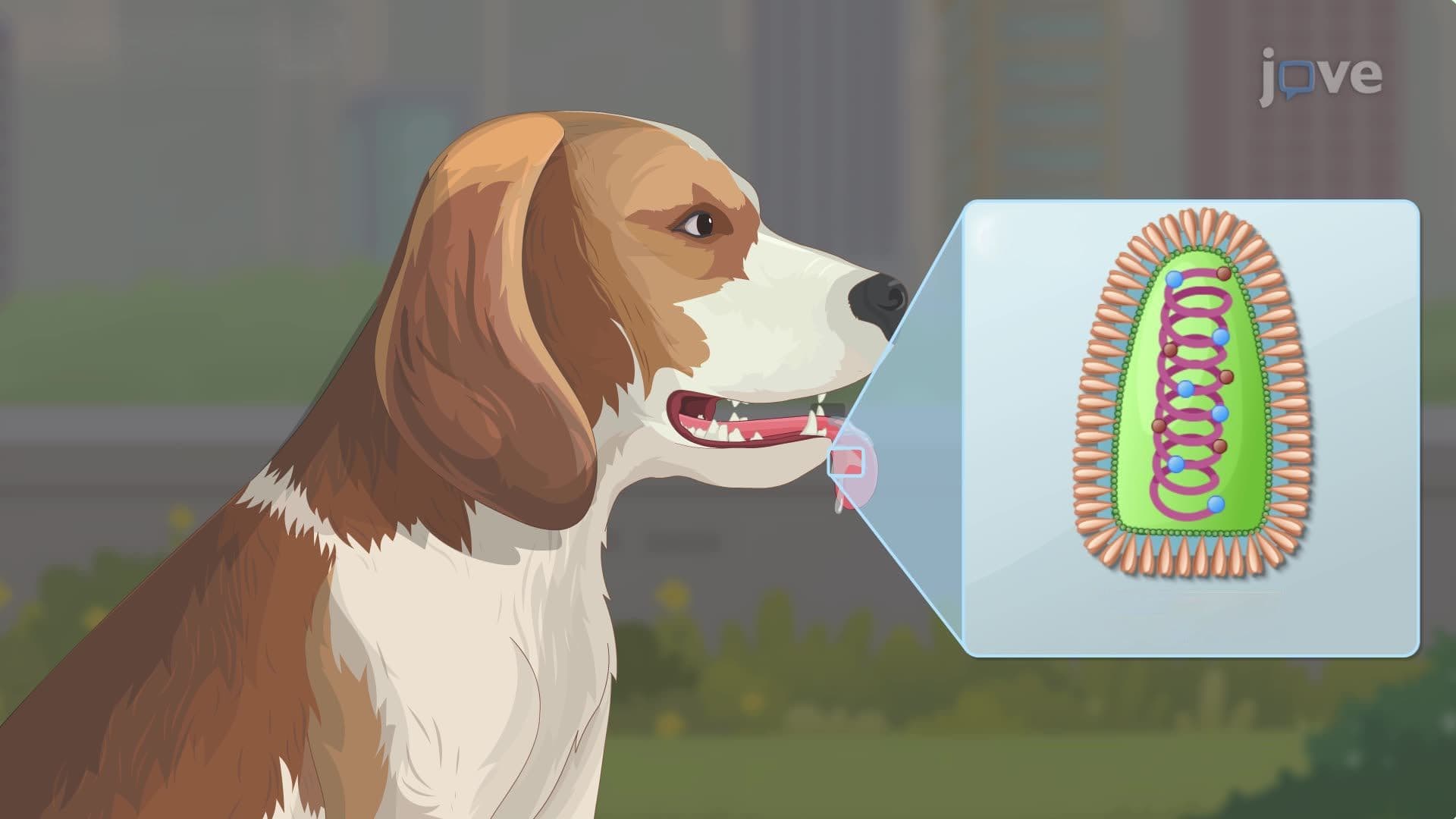 Rabies