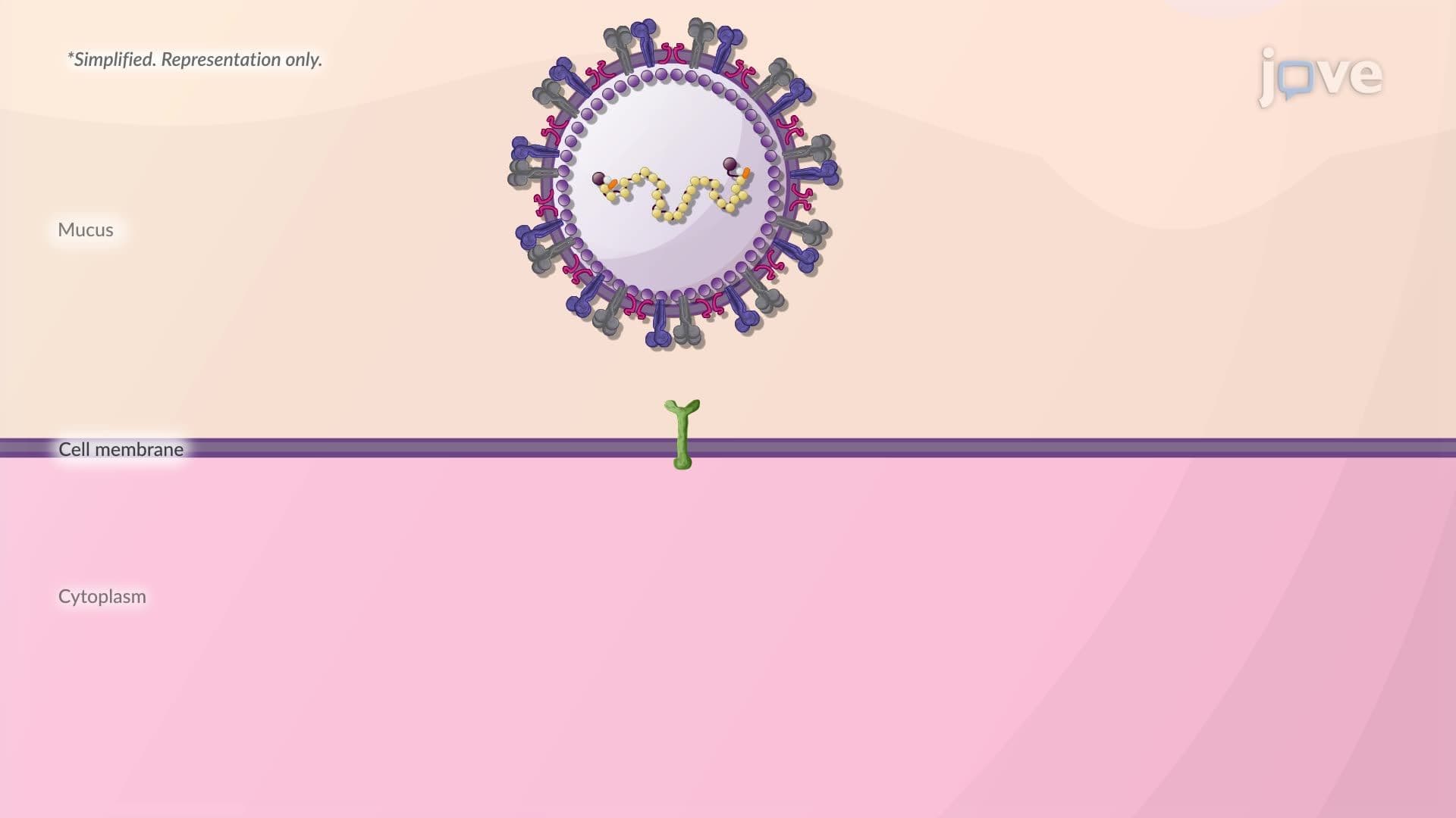 Respiratory Syncytial Virus Disease