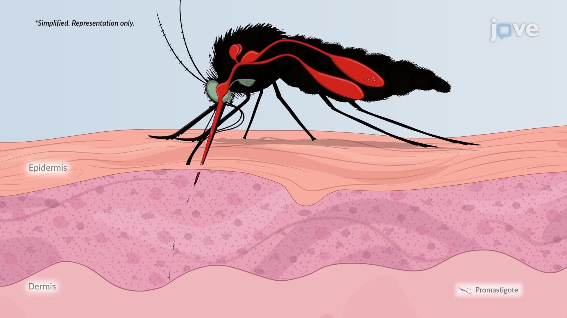 Fungal and Parasitic Infections