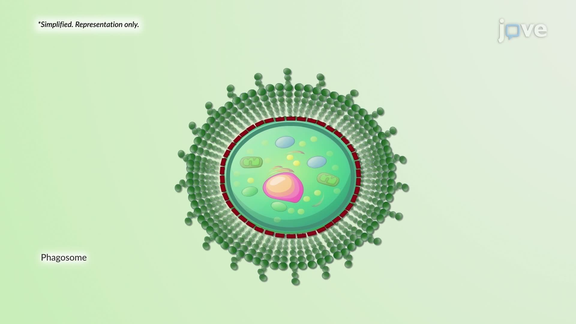 Cryptococcal Meningitis