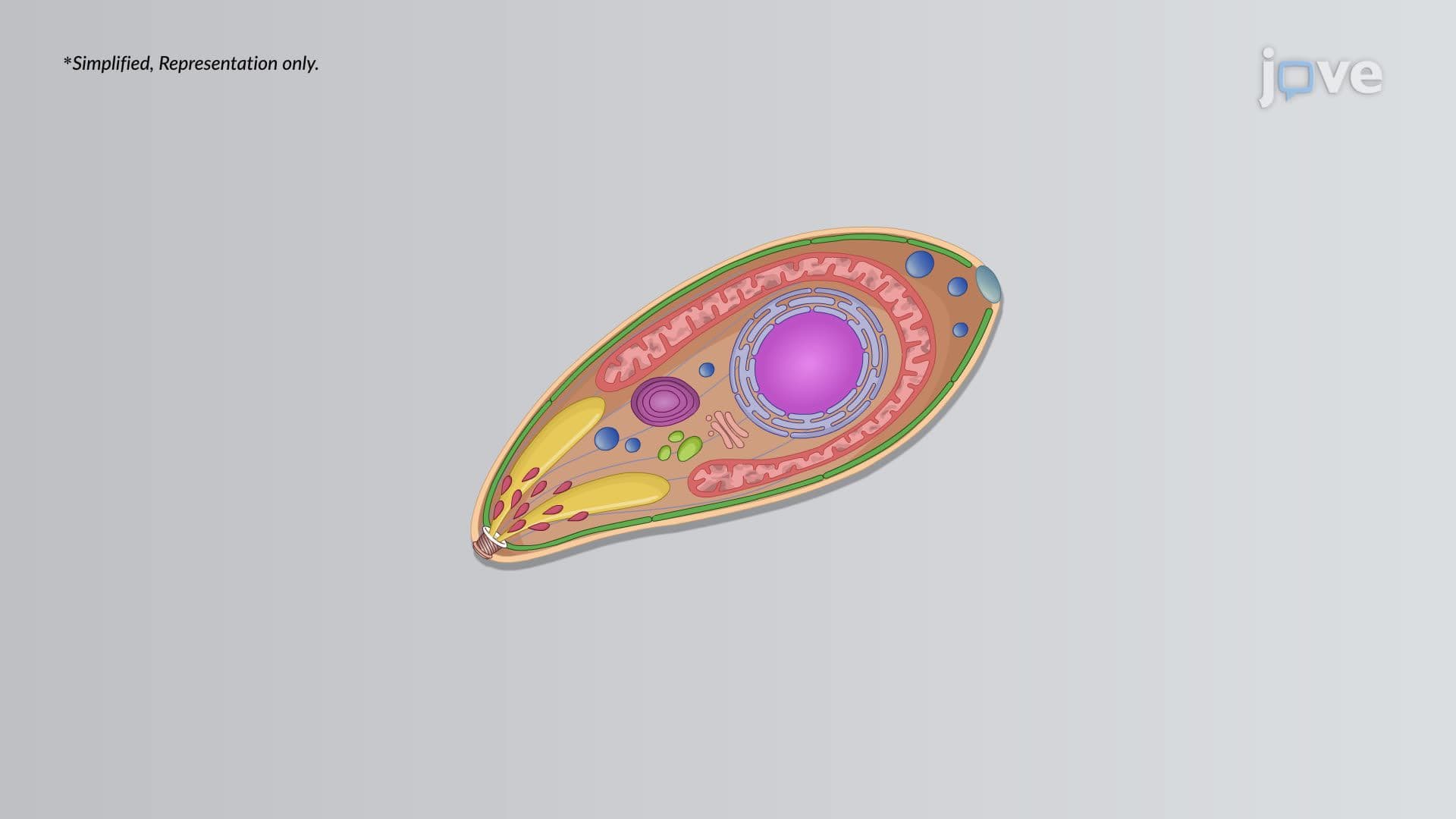 Toxoplasmosis