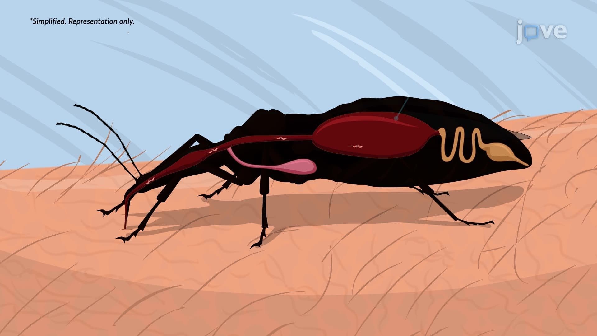 American Trypanosomiasis
