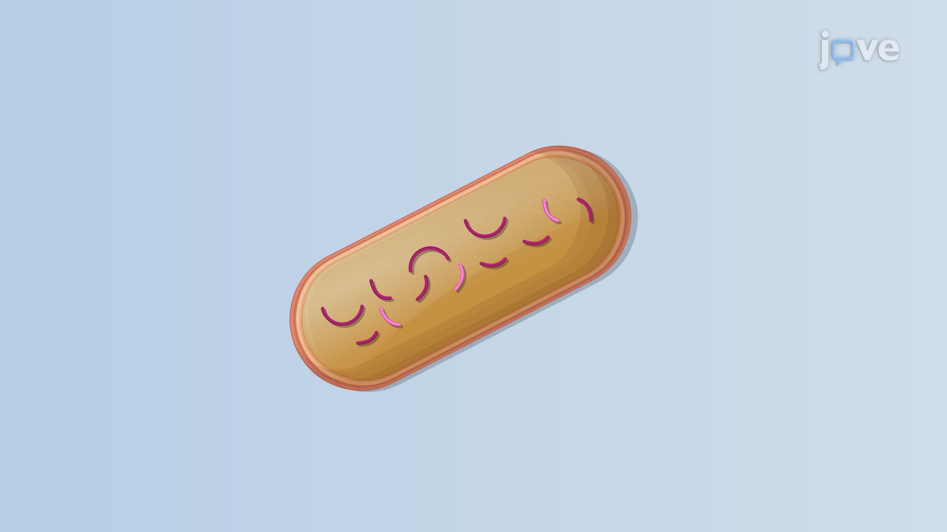 Inhibitors of Bacterial DNA Synthesis