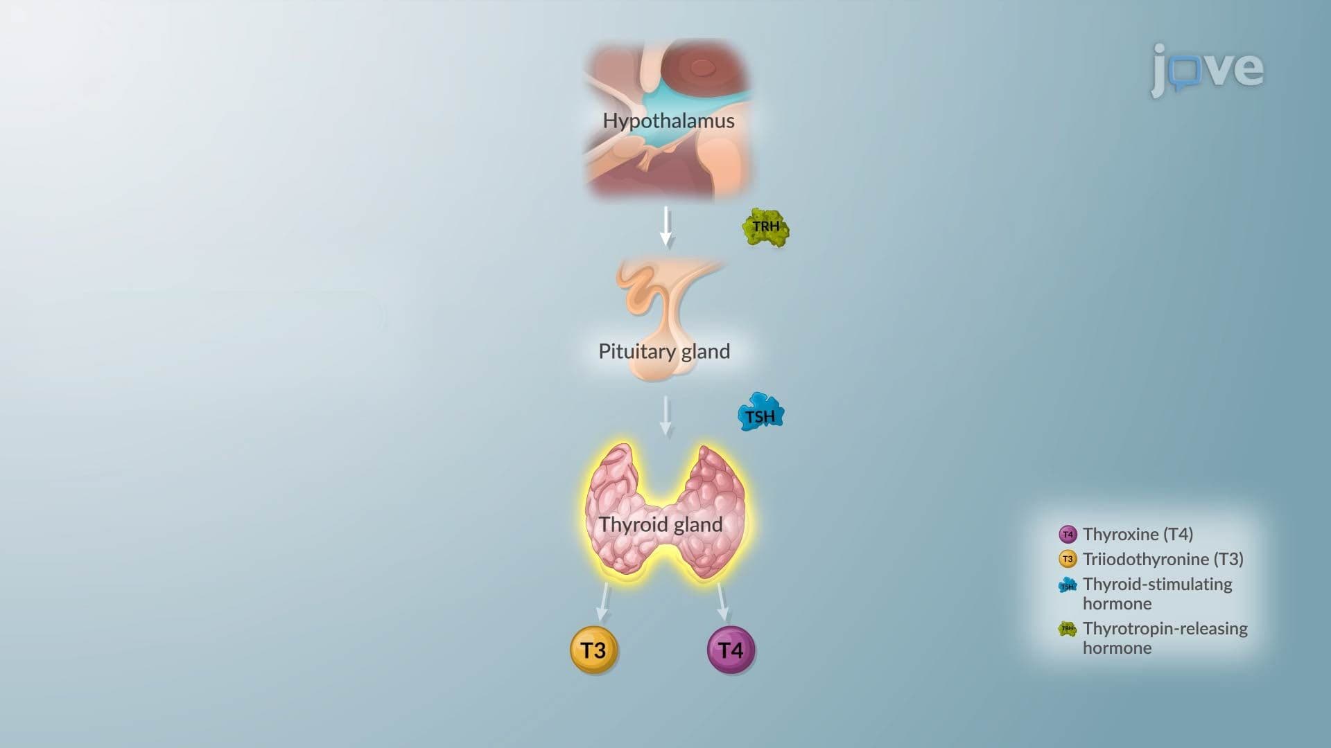 Hypothyroidism II: Pathophysiology