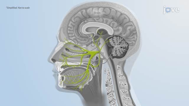 Encephalitis ll: Pathophysiology
