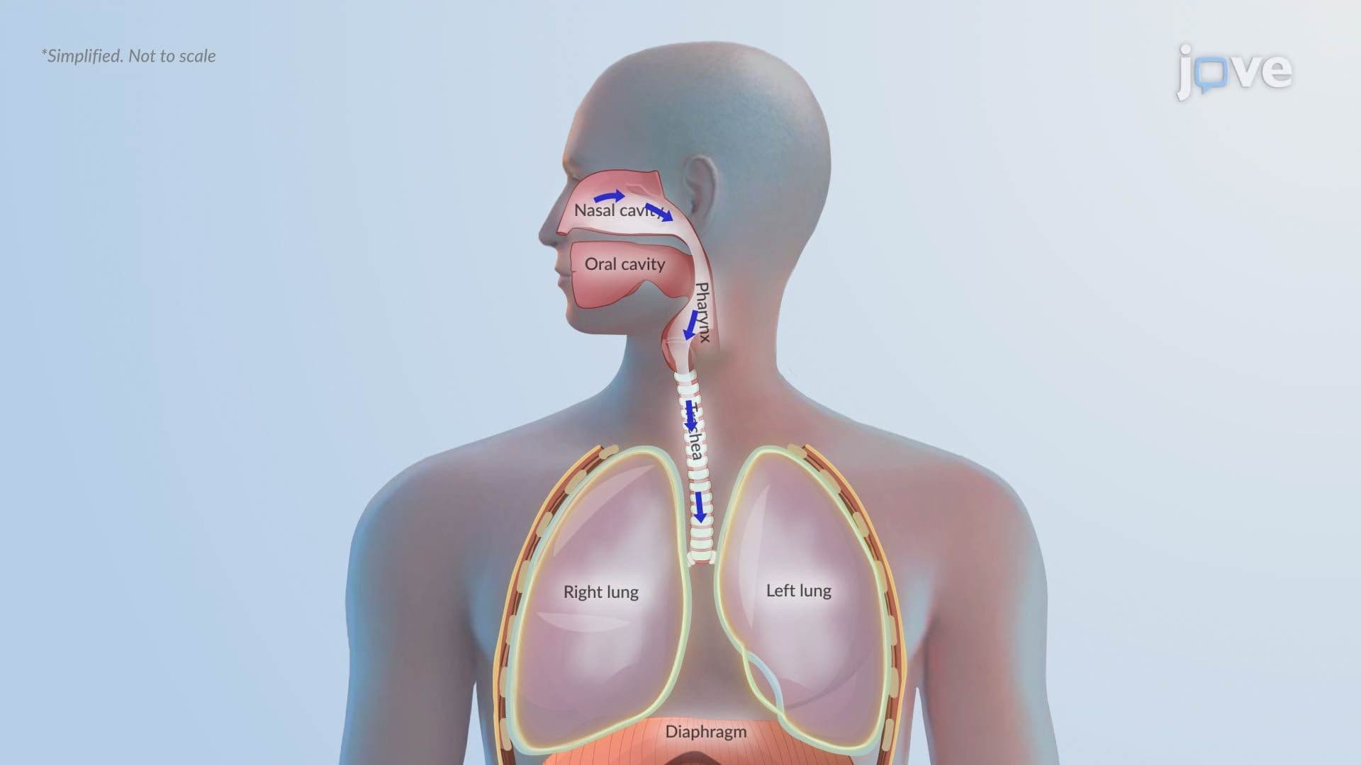 Pneumothorax II: Pathophysiology
