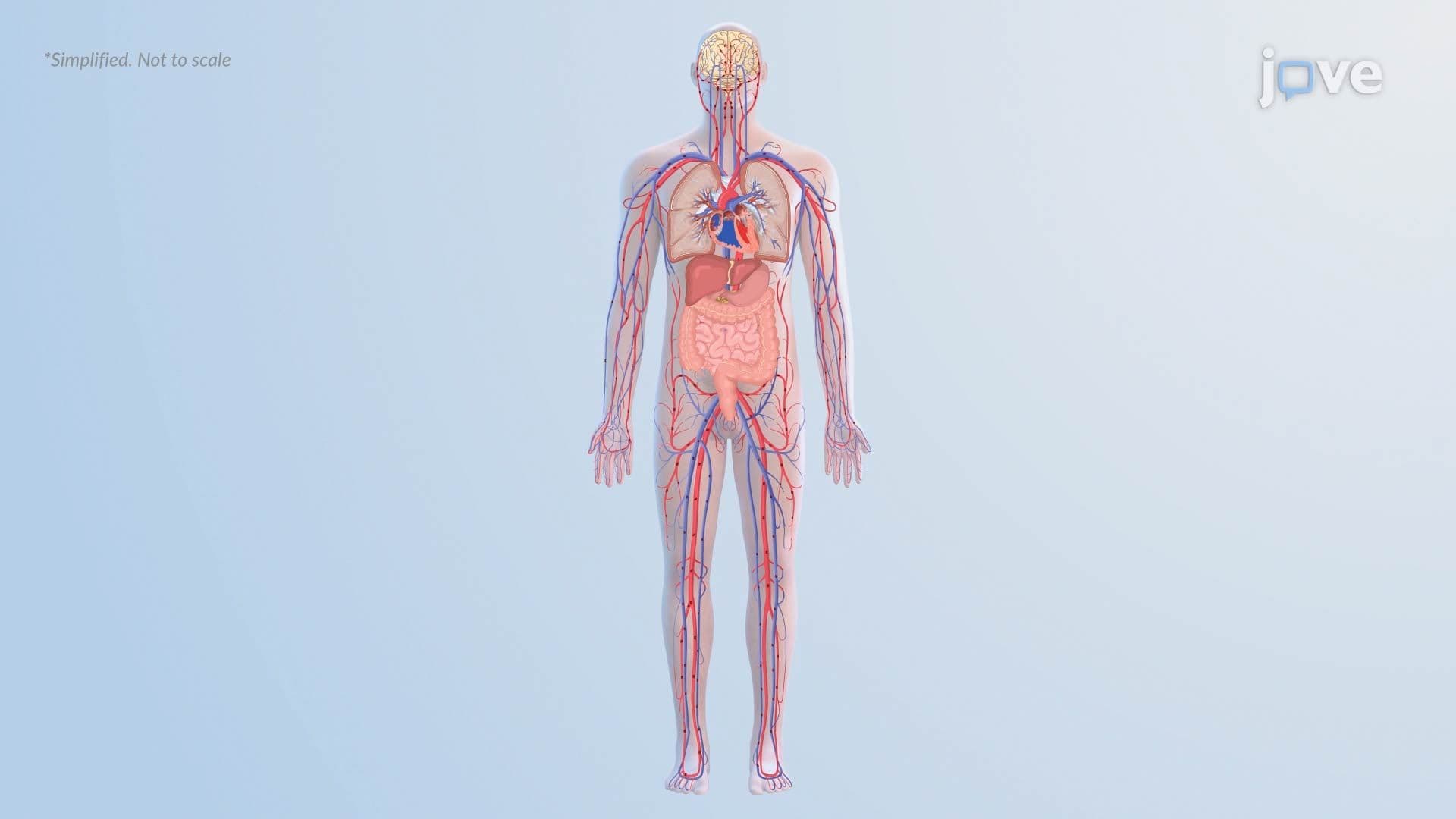Portal Hypertension