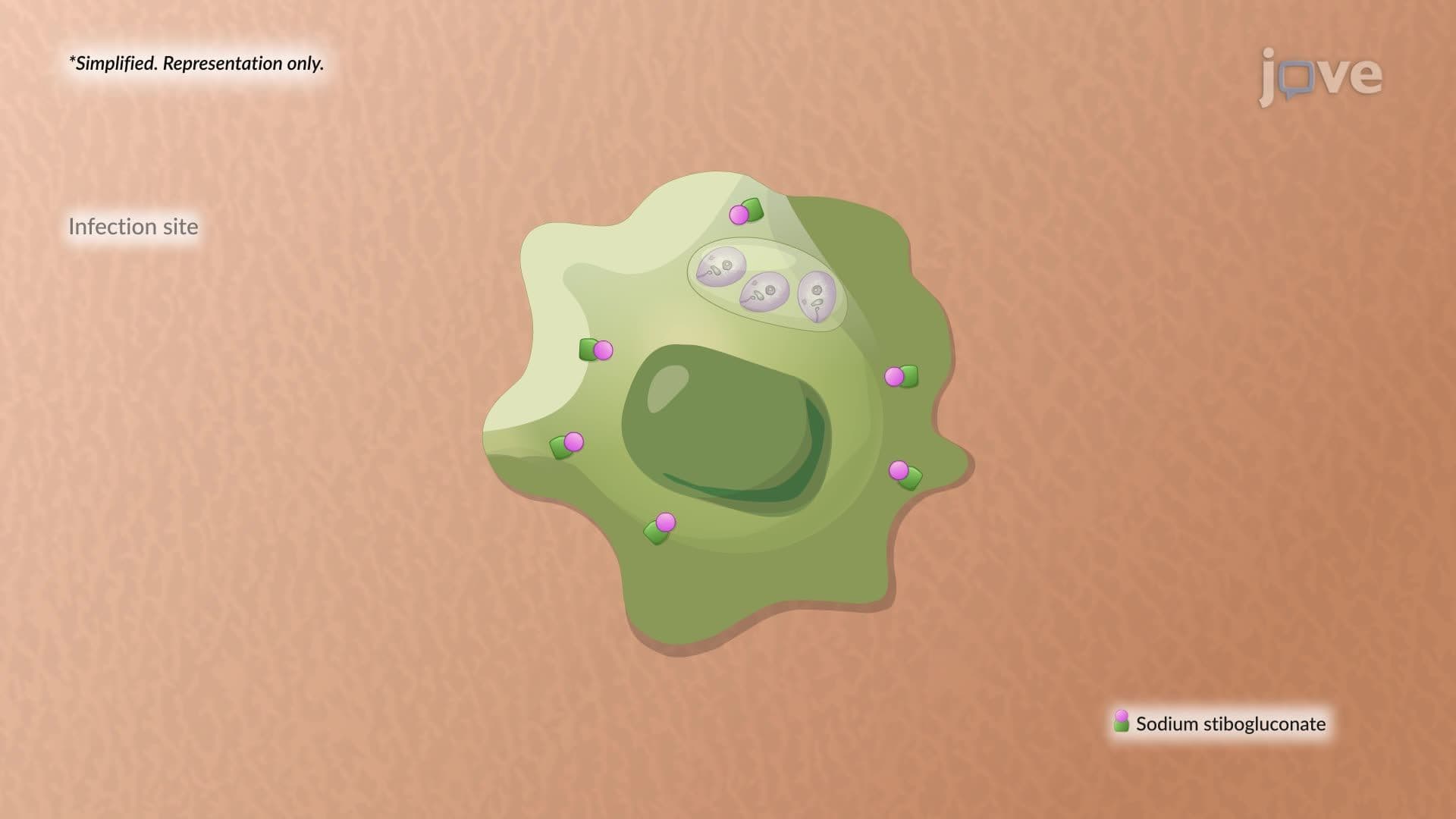 Antiprotozoal Agents
