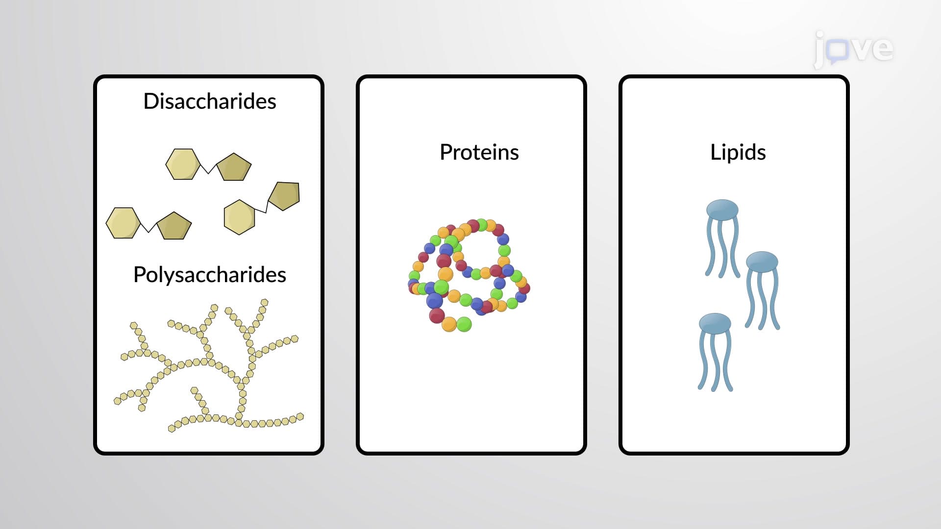 Dietary Connections