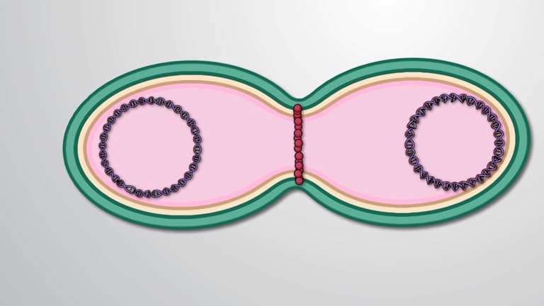 Binary Fission
