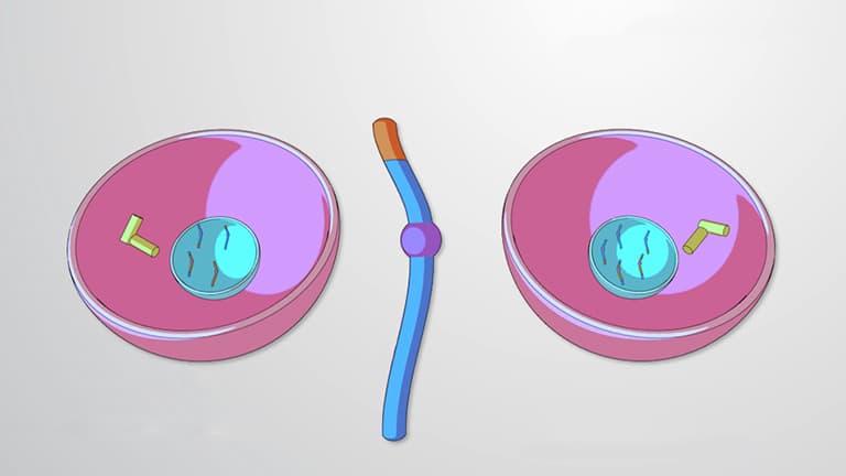 What is Meiosis?