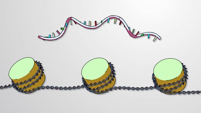 Epigenetic Regulation